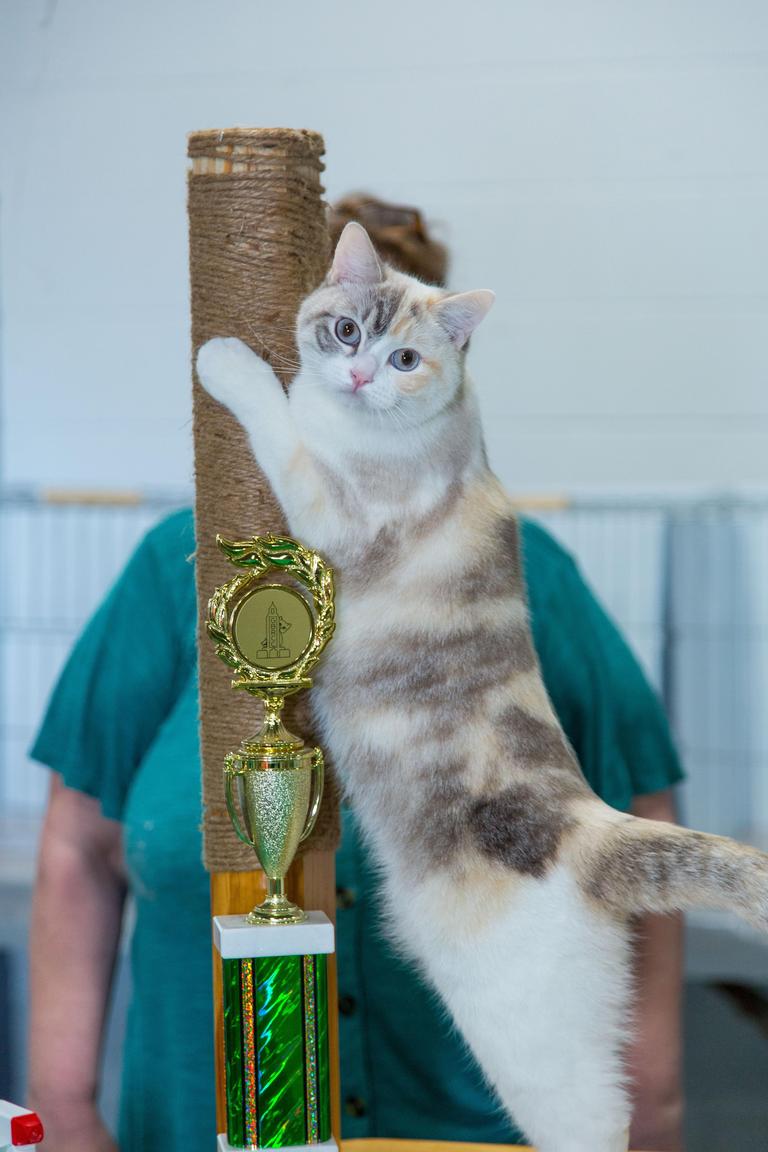 Cat Show Lamar-Dixon Oct 10-11